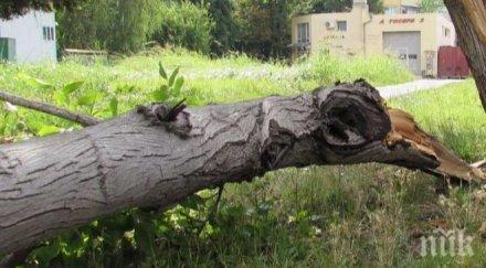 шок дърво стовари млада жена пловдив чудо премаза