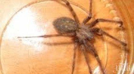 напаст мутирали паяци налазват великобритания