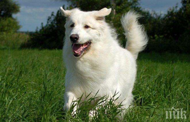 Увеличават наказанието за жестокост спрямо животните във Великобритания