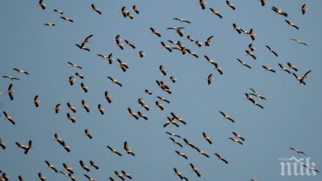 Започват Европейските дни на птиците