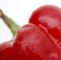 Нов сорт! Ивайловската капия удари вносните чушки в земята