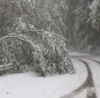 Спряха колите за Витоша заради паднали клони след снега 