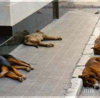 Увеличава се броят на изоставените кучета в София