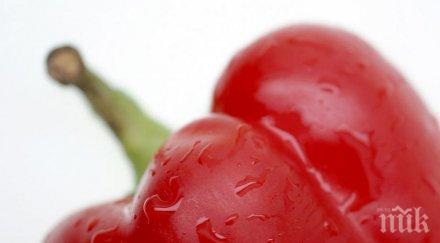 нов сорт ивайловската капия удари вносните чушки земята