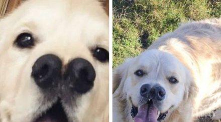 шаш куче два носа превърна сензация борнемут