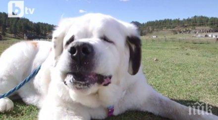 санбернар влезе гинес почти сантиметров език