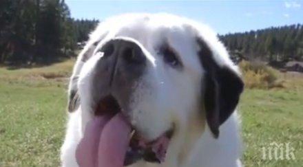 куче влезе книгата гинес дългия език видео