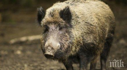 два страшни сблъсъка глигани път е79