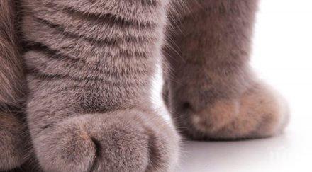 шокираща статистика котките австралия убиват млн птици всеки ден