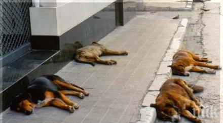 увеличава броят изоставените кучета софия