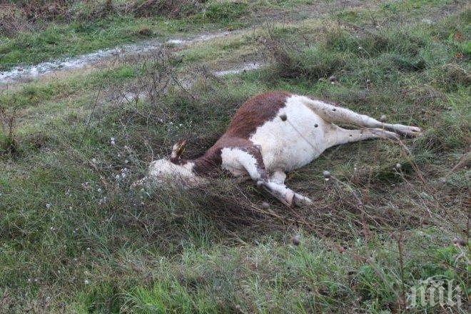 Ваксинират срещу антракс на всички овце, говеда и коне в Североизточна България