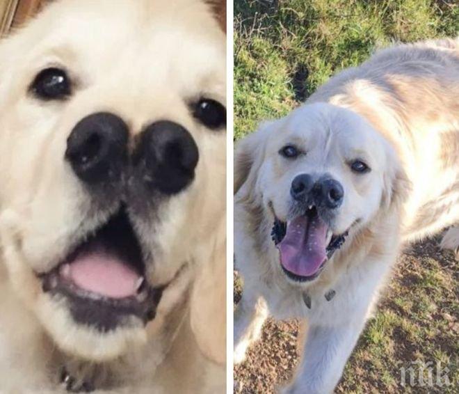 Шаш! Куче с два носа се превърна в сензация в Борнемут