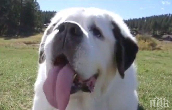 Куче влезе в Книгата на Гинес с... дългия си език (ВИДЕО)