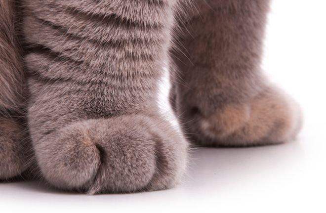 Шокираща статистика! Котките в Австралия убиват по 1 млн. птици всеки ден