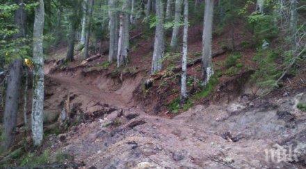 мече изкара акъла дървари