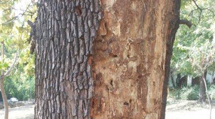 паразити убиха вековния дъб фердинанд бунарджика