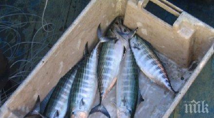 притеснително изчезна паламудът черно море