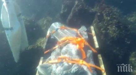 подводна атракция русалка радва гмуркачите приморско