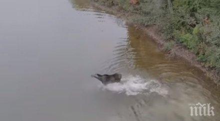 битка канадец засне борба лос вълк езеро северно онтарио видео