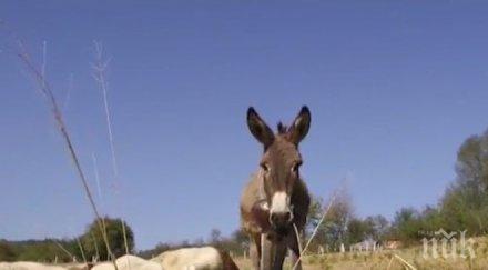 пълен абсурд работливото магаре нас пастир