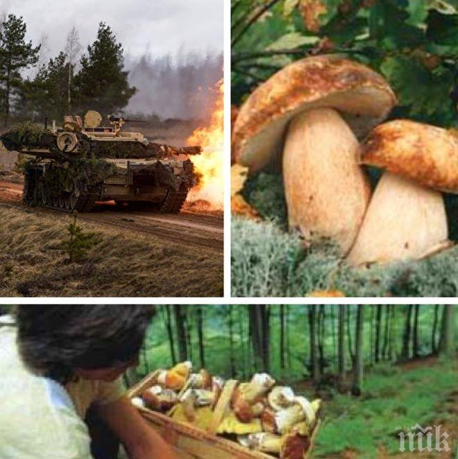 Неочакван враг! Учение на американска танкова бригада в Полша бе прекъснато заради нашествие на гъбари