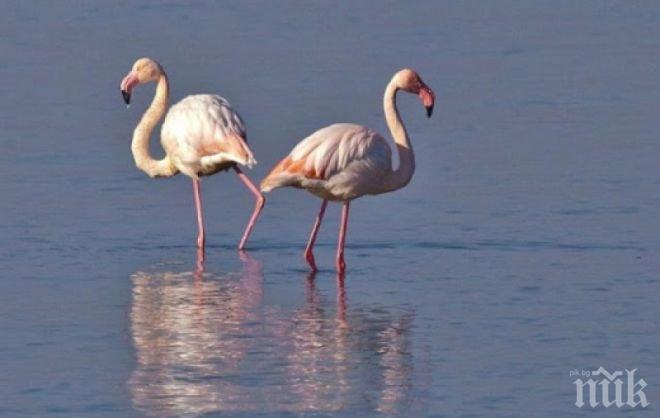 Странно нашествие: Розово фламинго превзе Родопите 