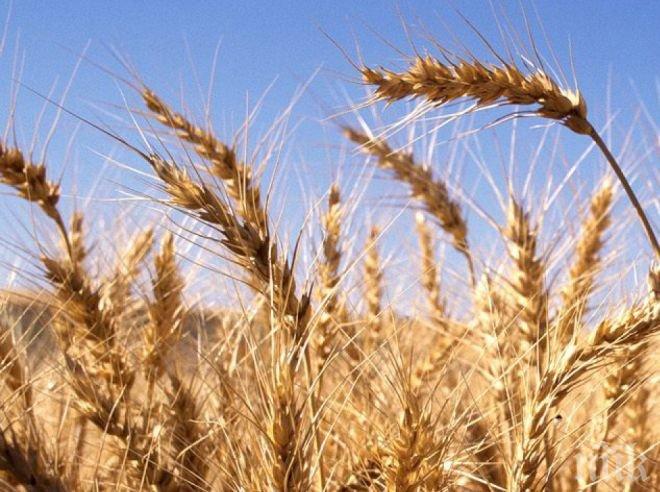 Русия подобри рекорда за добив на зърно на Съветския съюз