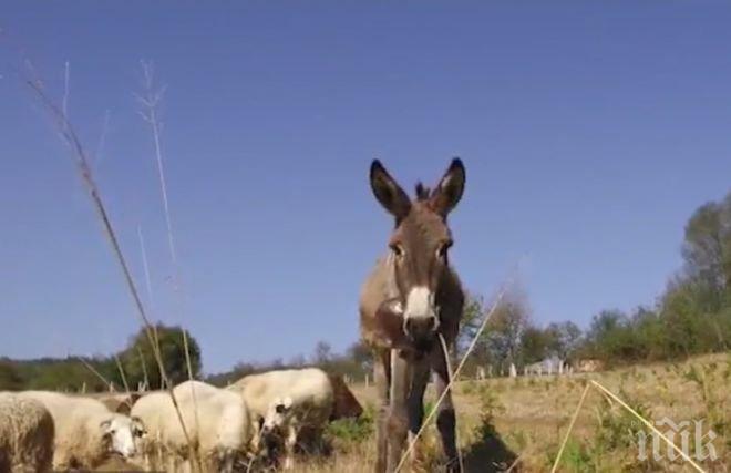 Пълен абсурд! Най-работливото магаре у нас е пастир