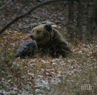НЯМА МИЛОСТ! Ловци в Русия гръмнаха мечка, убила мъж 