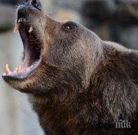 Избягала от зоопарк мечка уби един и рани тежко  друг човек край Воронеж