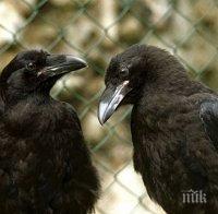 Иновация! В Холандия гарвани ще чистят улиците от фасове срещу лакомства