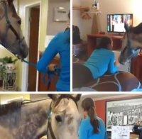 Ексцентрично! Канадка се настани в хотелската си стая с ... коня си