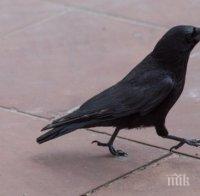 ЧЕЛЕН ОПИТ: Гарвани чистят улиците в Холандия