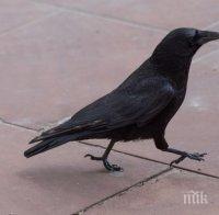 Иновативно! Гарвани чистят улиците срещу лакомства