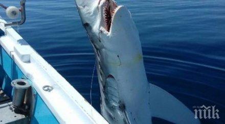жена спаси акула видео