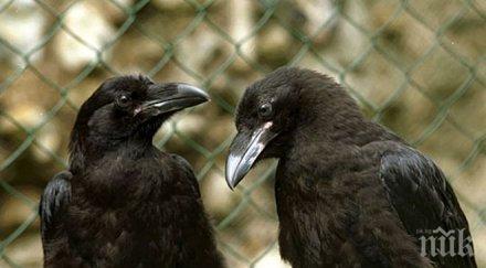 иновация холандия гарвани чистят улиците фасове лакомства