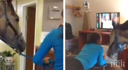 ексцентрично канадка настани хотелската стая коня