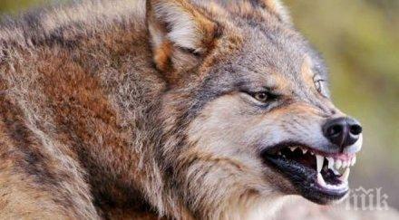 нашествие вълци нападнаха четири сандански села изядоха овце кози стигнаха къщите