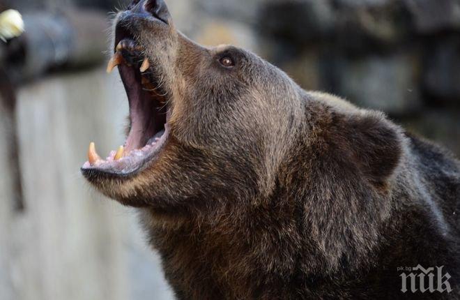 Избягала от зоопарк мечка уби един и рани тежко  друг човек край Воронеж