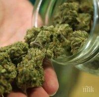 Акция в Севлиево! Спипаха жена с над 1 кг марихуана