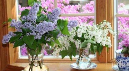 мистика прозорците притежават скрита магия активирате