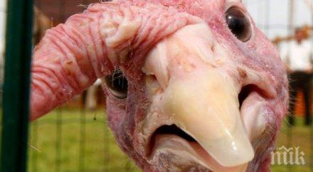 агресивни пуйки преследват полицейска кола видео