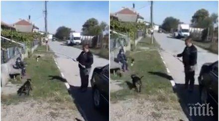 шокиращо видео баща тутракан тренира питбул невръстно коте погледа детето