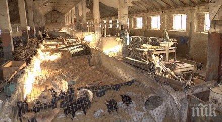 главният прокурор разпореди незабавна проверка незаконния развъдник кучета маломир