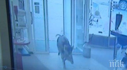 агресивни диви глигани вилняха германски град четирима души ранени