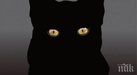 зловещо десетки котки пазят гробовете семейство