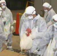 Засякоха огнище на птичи грип в Хасковско