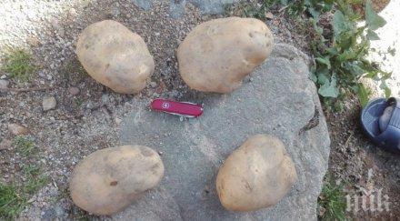 бивш военен отгледа картоф гигант