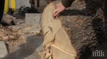 спор отсечено дърво прерасна физическа саморазправа