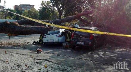 инцидент огромно дърво падна движещи автомобили рим